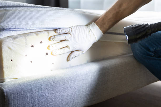 Best Mosquito Control Services  in Richfield, UT