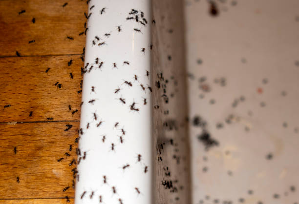 Best Ant Control Services  in Richfield, UT