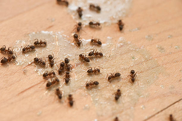 Best Local Pest Control Services  in Richfield, UT
